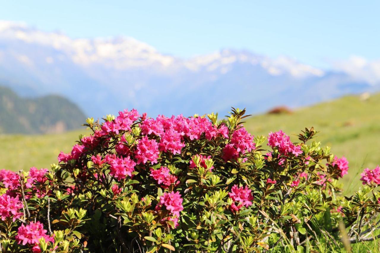 Residence Alpenrose 布列瑟农 外观 照片
